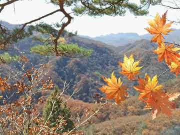 新澳门天天开好彩大全510期全面释义、解释与落实